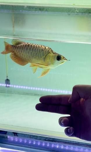 福龍魚多少錢一條圖片
