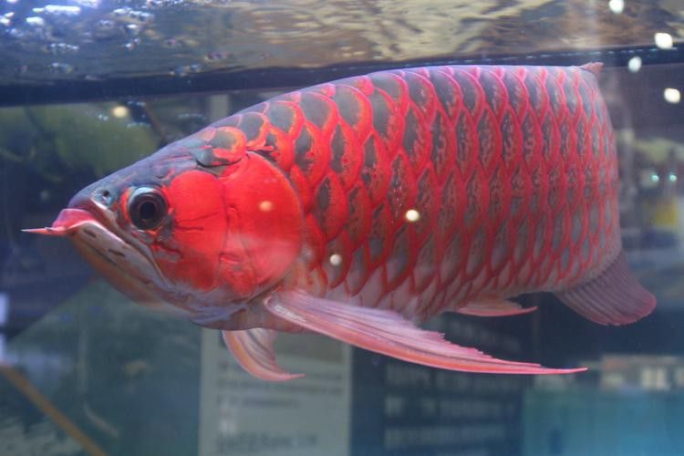 福龍魚多少錢一條圖片