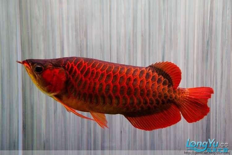 福龍魚多少錢一條圖片
