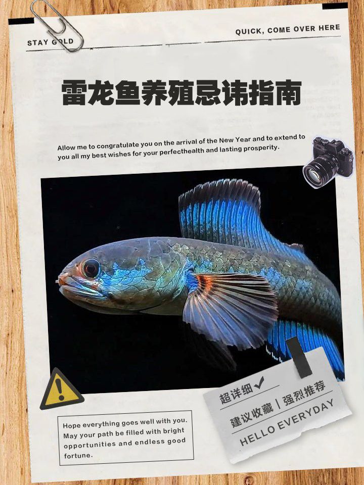 小缸養(yǎng)雷龍魚