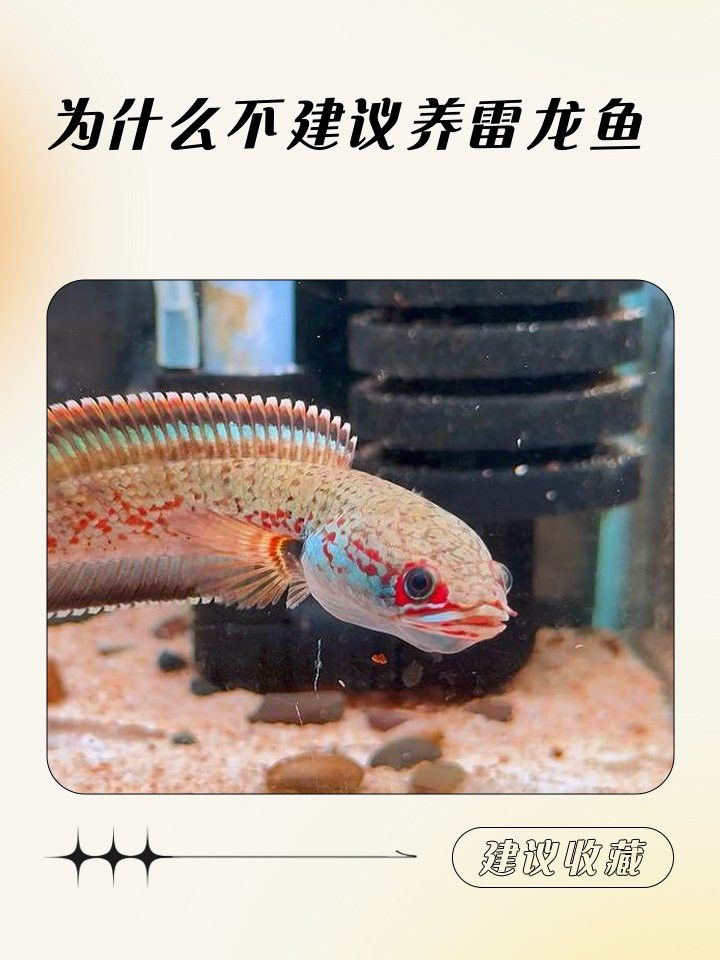 小缸養(yǎng)雷龍魚
