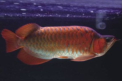 紅龍魚眼睛向下怎么辦：紅龍魚的眼睛向下怎么辦