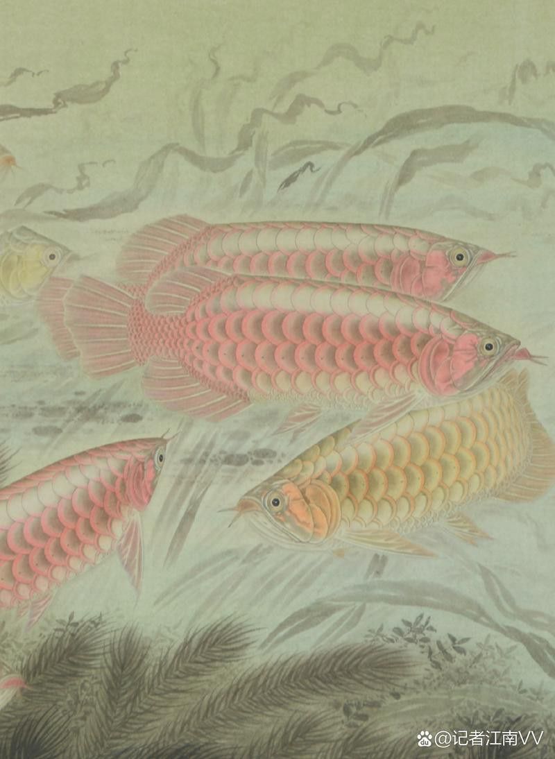 國畫金龍魚圖片大全大圖視頻