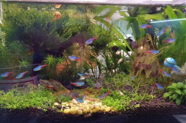 魚缸養水過程中需要換水嗎（如何正確晾曬魚缸換水）