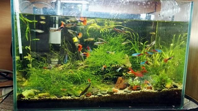 魚缸養水過程中需要換水嗎（如何正確晾曬魚缸換水）