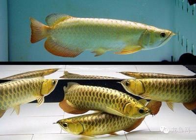 龍魚孵化全過程：金龍魚的孵化過程