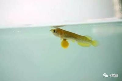 龍魚孵化全過程：金龍魚的孵化過程