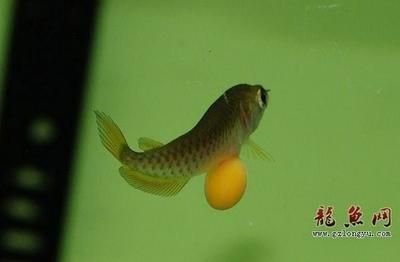 龍魚孵化全過程：金龍魚的孵化過程