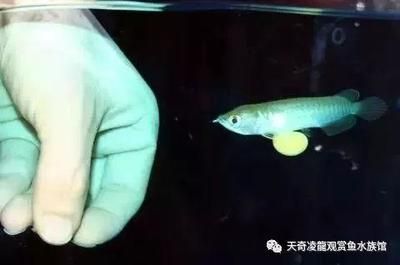 龍魚孵化全過程：金龍魚的孵化過程