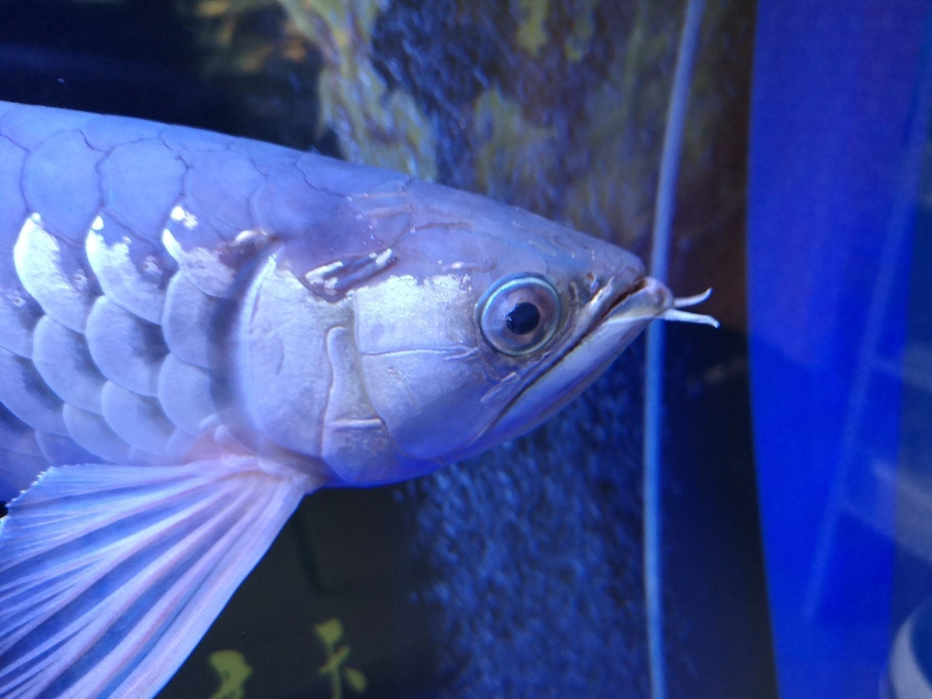 龍魚身上有小白點是什么原因：龍魚身上小白點可能是其他疾病的癥狀