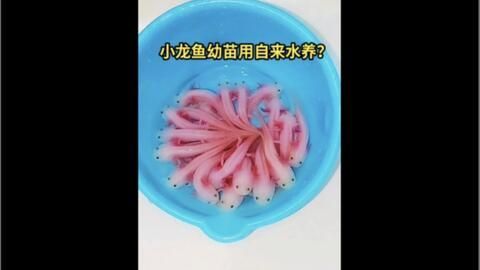 龍魚半年不換水對(duì)龍魚的健康有影響嗎？：半年不換水對(duì)龍魚的健康會(huì)產(chǎn)生負(fù)面影響嗎？