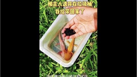 龍魚半年不換水對(duì)龍魚的健康有影響嗎？：半年不換水對(duì)龍魚的健康會(huì)產(chǎn)生負(fù)面影響嗎？