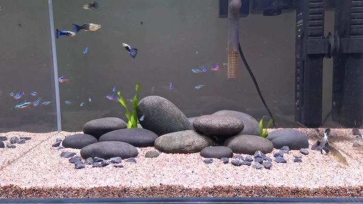 鵝卵石魚缸造景圖片擺法視頻（如何選擇合適的鵝卵石水族箱造景創(chuàng)意設(shè)計(jì)案例）