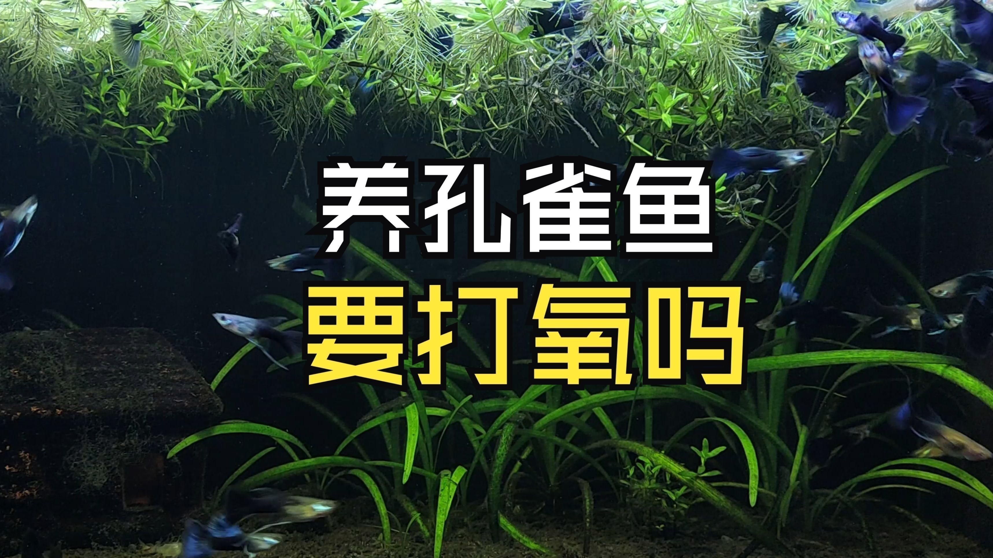 孔雀魚要打氧氣嗎
