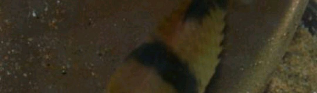 立鱗病的早期癥狀有哪些：立鱗病與珍珠鱗有所區別，