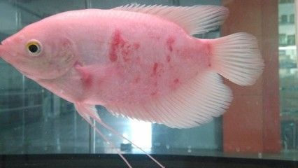 立鱗病的早期癥狀有哪些：立鱗病與珍珠鱗有所區別，