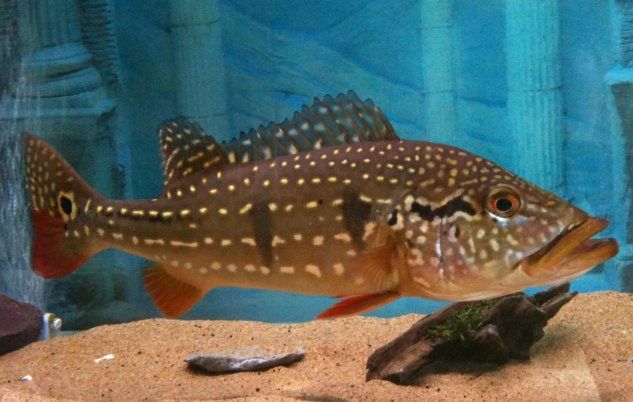 金目麗魚
