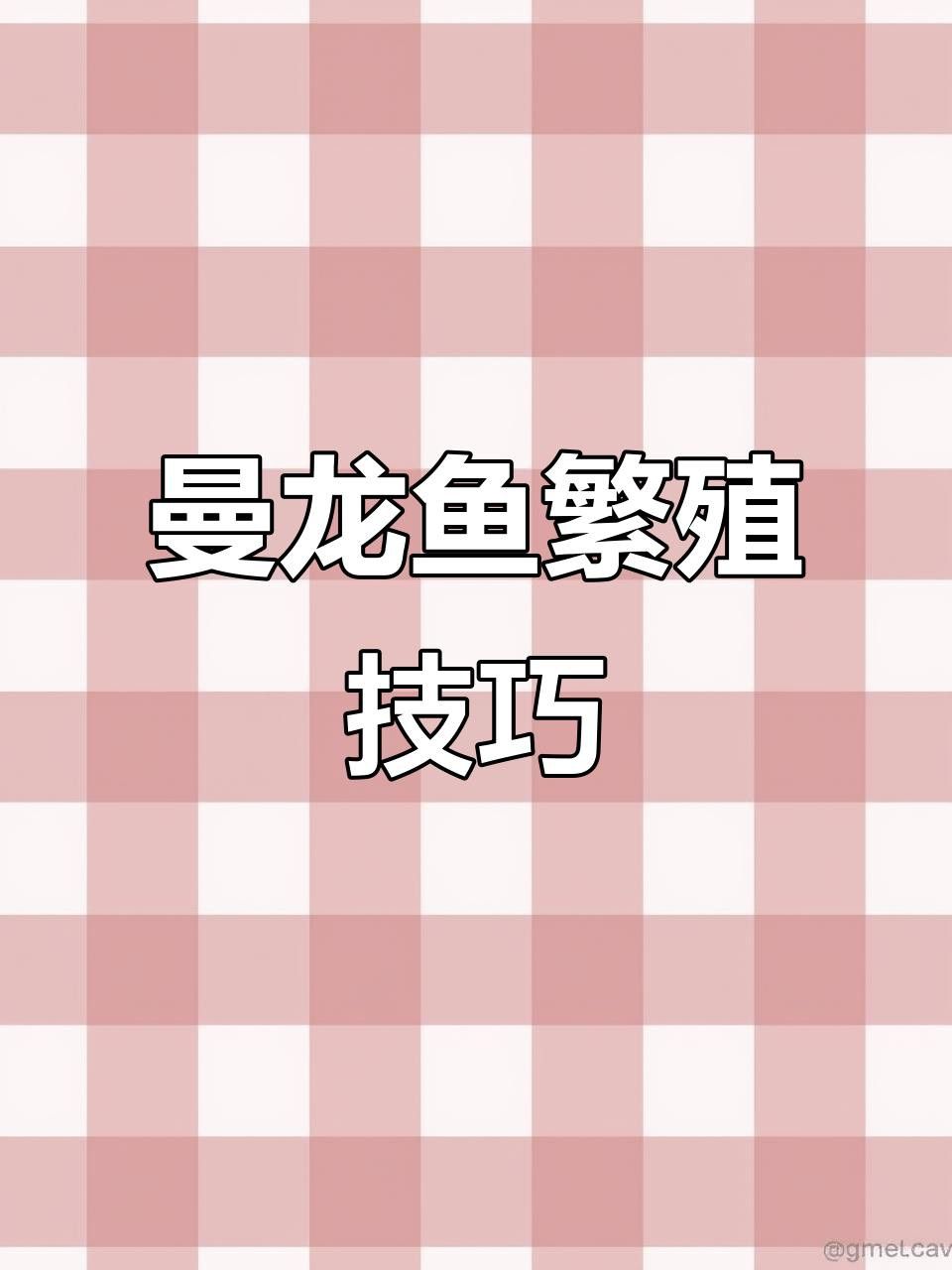 藍(lán)曼龍魚(yú)繁殖后如何護(hù)理親魚(yú)？