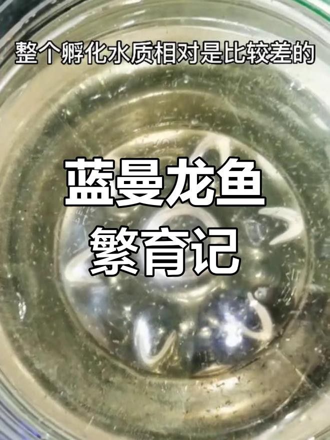 藍(lán)曼龍魚(yú)繁殖后如何護(hù)理親魚(yú)？