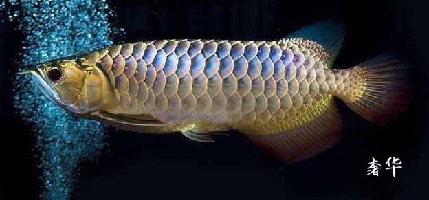 藍底金龍魚和金龍有什么區別呢：藍底金龍魚與金龍魚的區別