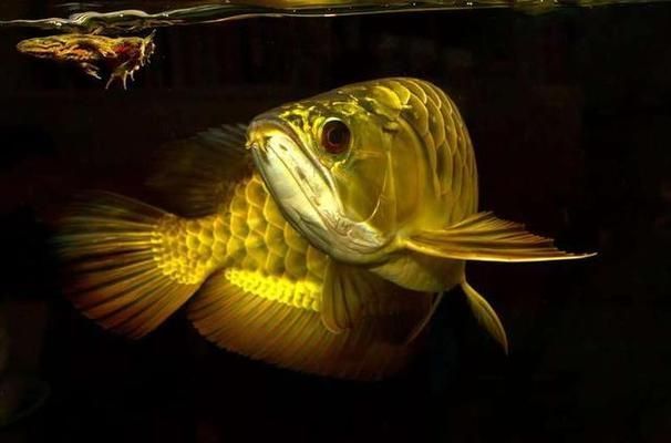 藍底金龍魚和金龍有什么區別呢：藍底金龍魚與金龍魚的區別
