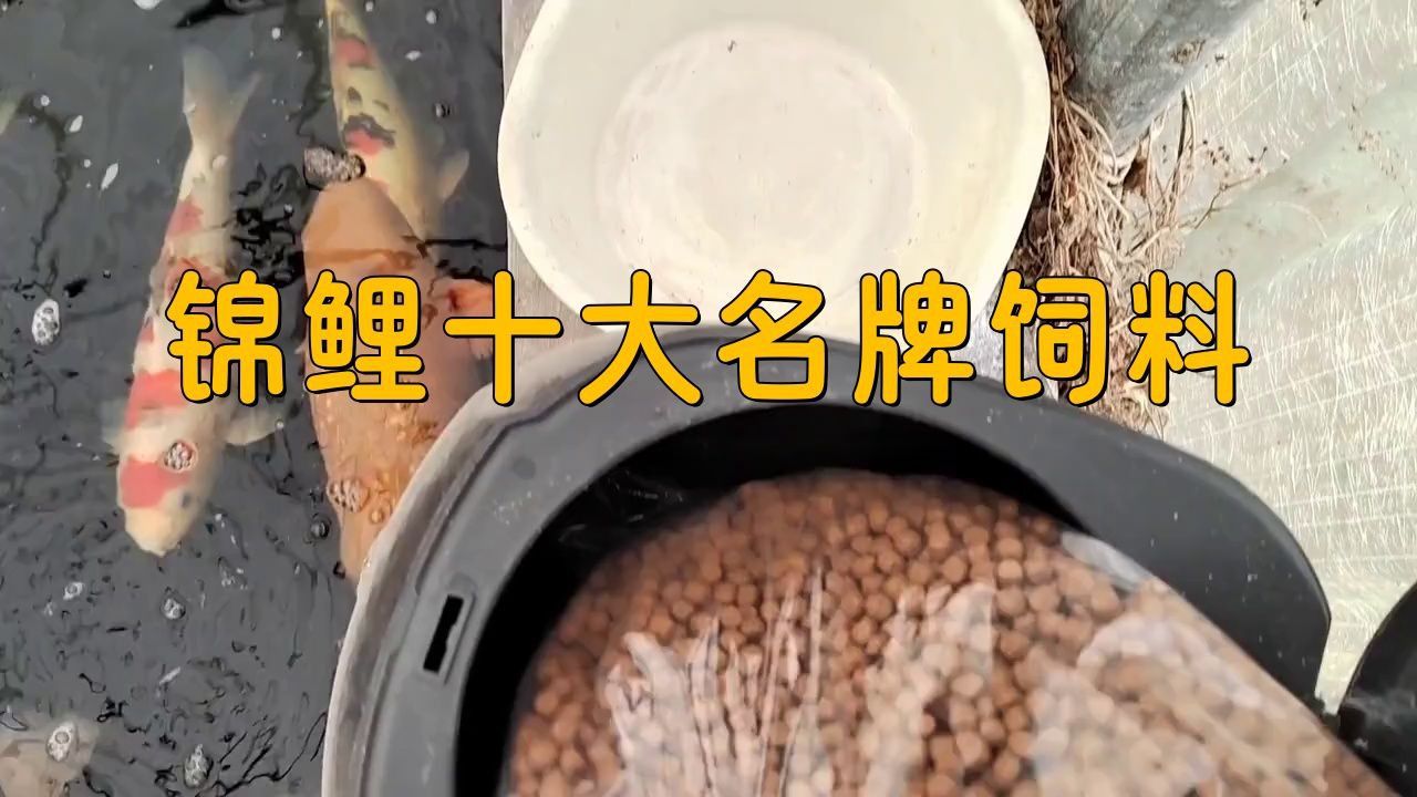 錦鯉魚食哪個牌子的最好