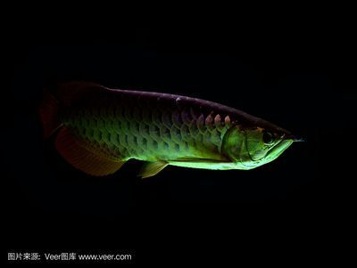龍魚用黑背景還是白背景：龍魚使用黑背景還是白背景