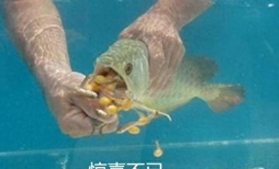 龍魚多久會餓死：如何判斷龍魚的饑餓耐受能力