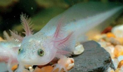 龍魚咬食物不吃進去會死嗎為什么：龍魚咬食物不吃進去會死嗎 龍魚咬食物不吃進去會死嗎為什么：龍魚咬食物不吃進去會死嗎 龍魚百科 第3張