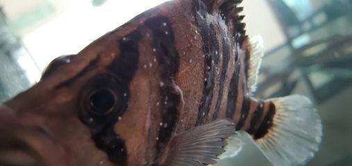 紅眼白子銀版魚疾病預防方法：紅眼白子銀版魚最佳飼料選擇,紅眼白子銀版魚混養注意事項