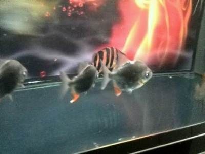 紅眼白子銀版魚疾病預防方法：紅眼白子銀版魚最佳飼料選擇,紅眼白子銀版魚混養注意事項