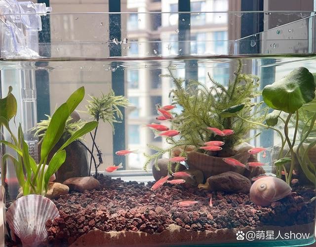 石斑恐龍魚可以混養什么品種好