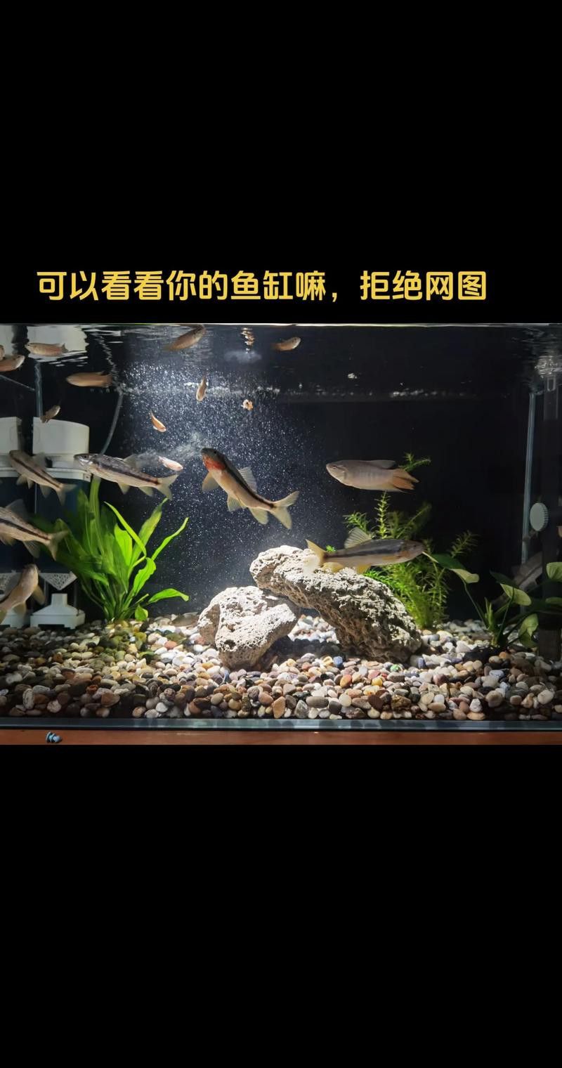 石斑恐龍魚可以混養什么品種好