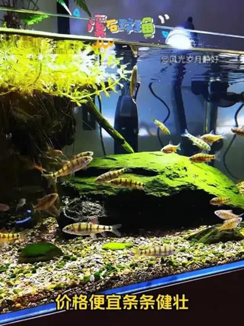 石斑恐龍魚可以混養什么品種好