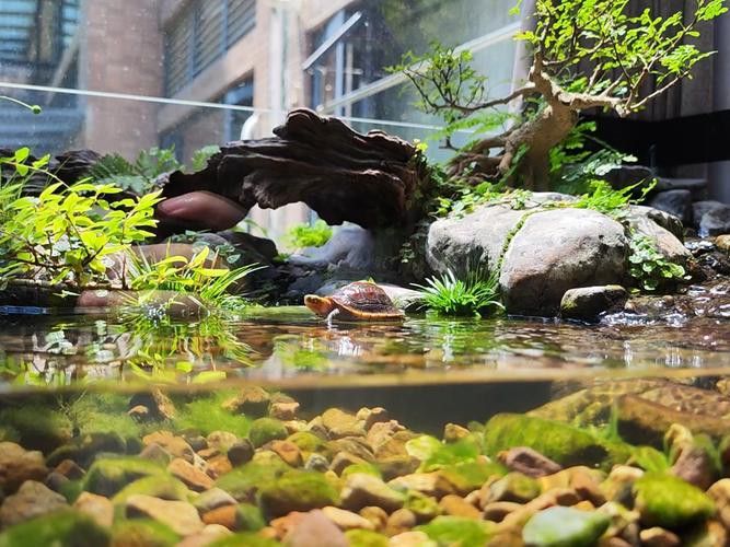 石斑恐龍魚可以混養什么品種好