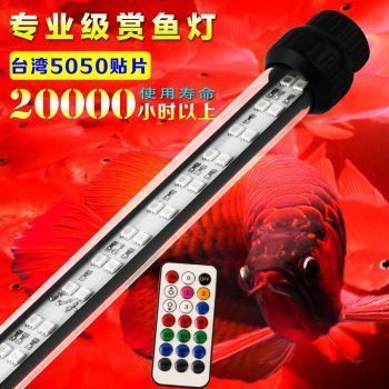 過背金龍魚的價格（過背金龍魚價格受到多種因素影響金龍魚價格走勢分析）
