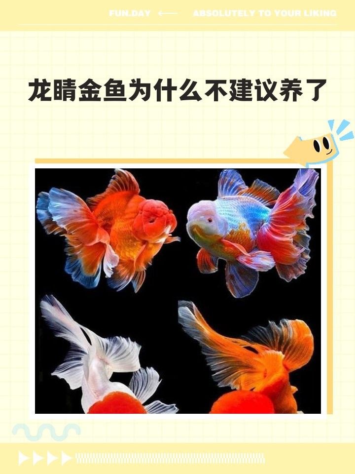 龍睛魚有哪些常見疾病？
