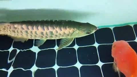 龍魚(yú)專(zhuān)用藥物中哪個(gè)品牌最好？