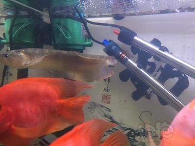 龍魚什么地方購買（龍魚市場價格對比分析）
