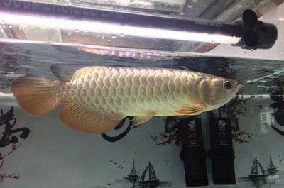 龍魚(yú)掉眼怎么辦：關(guān)于龍魚(yú)掉眼的問(wèn)題