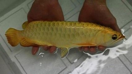 金龍魚吃多少魚食合適一天喂食：金龍魚一天喂多少粒魚食www金龍魚一天喂多少粒魚食