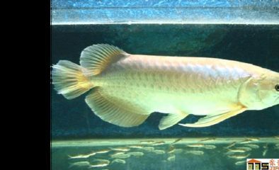 養(yǎng)龍魚需要注意哪些事項，：養(yǎng)龍魚需要注意哪些事項