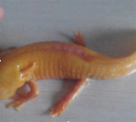 哪些藥物是龍魚術后恢復的必備品？