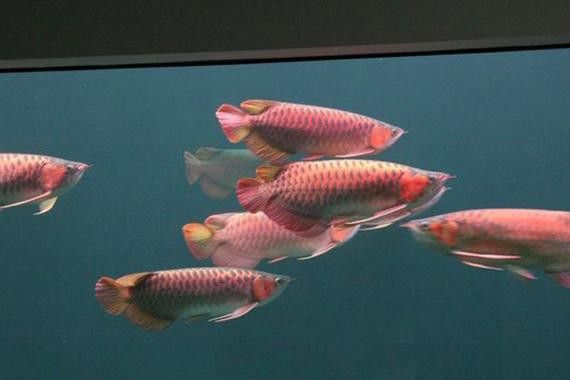 金龍魚可以和紅龍魚一起養嗎圖片