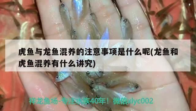 龍魚(yú)和虎魚(yú)怎樣搭配養(yǎng)好一點(diǎn)：龍魚(yú)和虎魚(yú)混養(yǎng)的注意事項(xiàng)