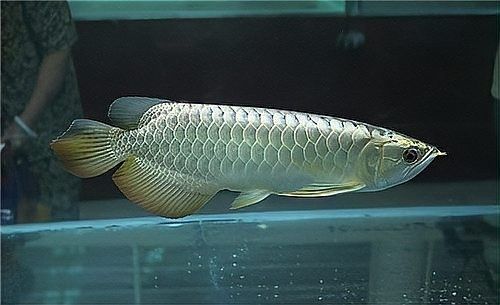 龍魚沉入魚缸底會死嗎