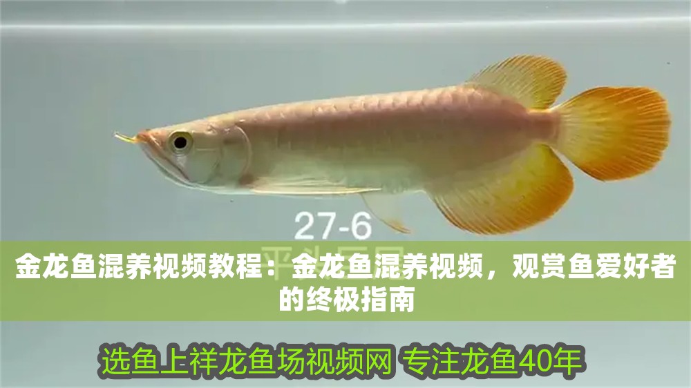 金龍魚混養視頻教程：金龍魚混養視頻，觀賞魚愛好者的終極指南