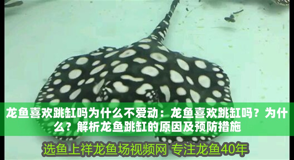 龍魚喜歡跳缸嗎為什么不愛動：龍魚喜歡跳缸嗎？為什么？解析龍魚跳缸的原因及預防措施