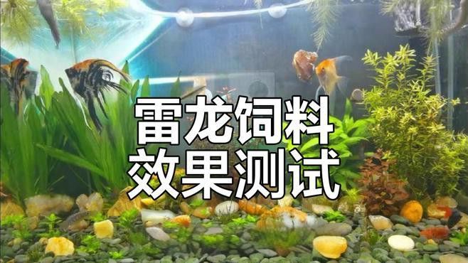 如何判斷雷龍魚是否成功吞餌？