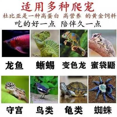 龍魚吃杜比亞：龍魚吃杜比亞嗎
